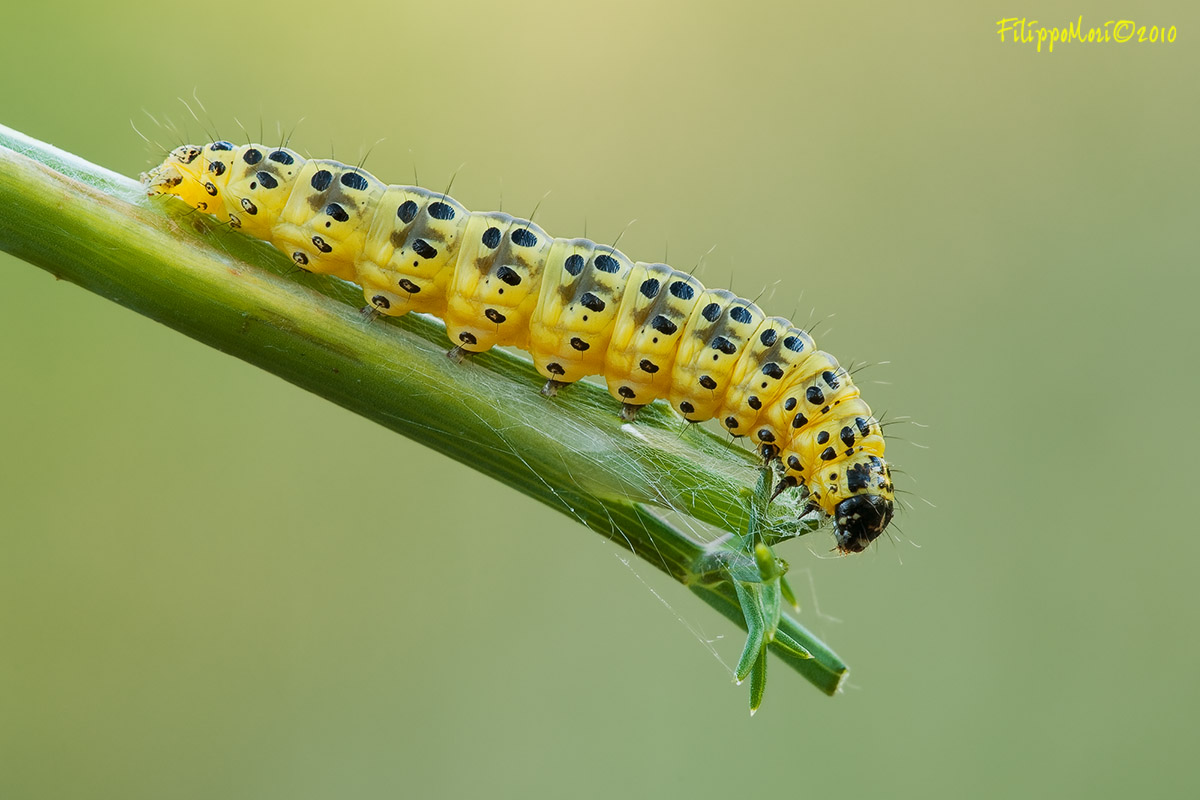 Bruco di...Sitochroa palealis